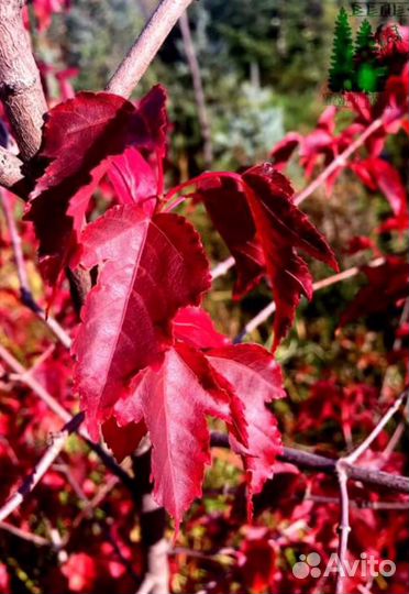 Клён Гиннала