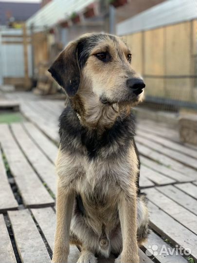 Собака бесплатно