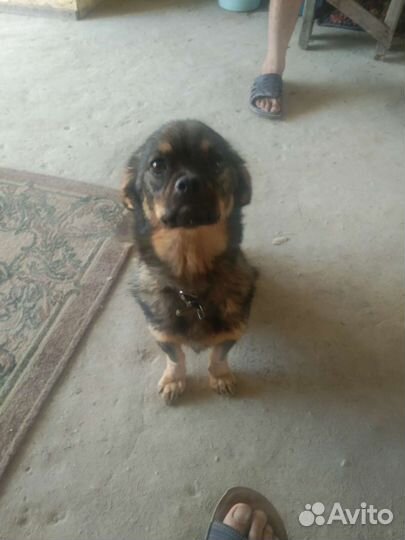 Щенок в добрые руки бесплатно маленькая порода