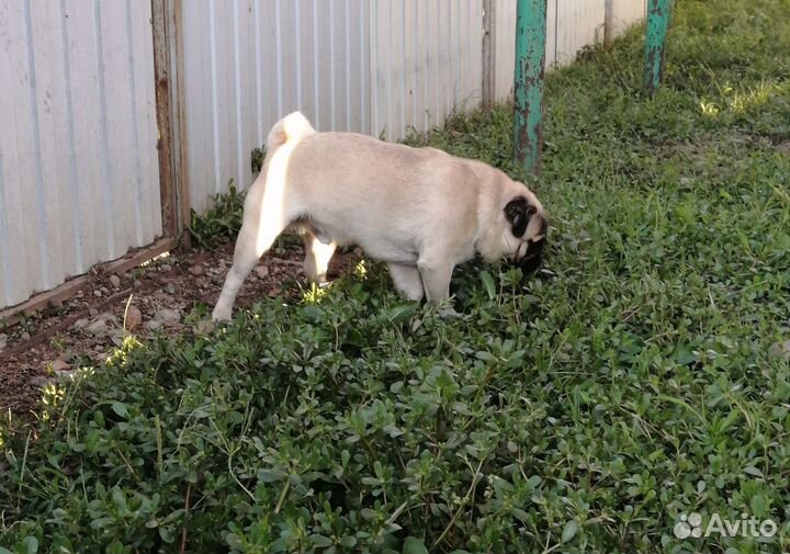 Мопс вязка мальчик
