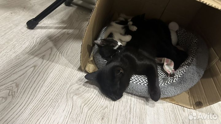 Отдам котят в добрые руки