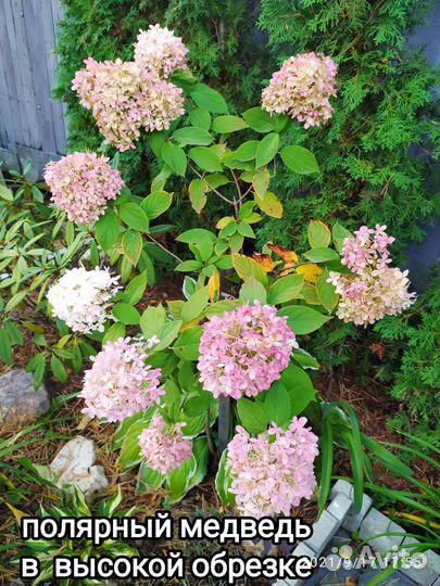 Гортензии метельчатые и древовидные