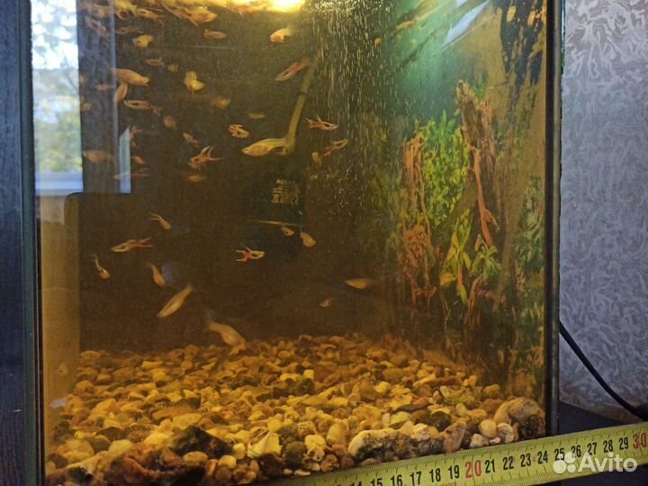 Аквариум с рыбками