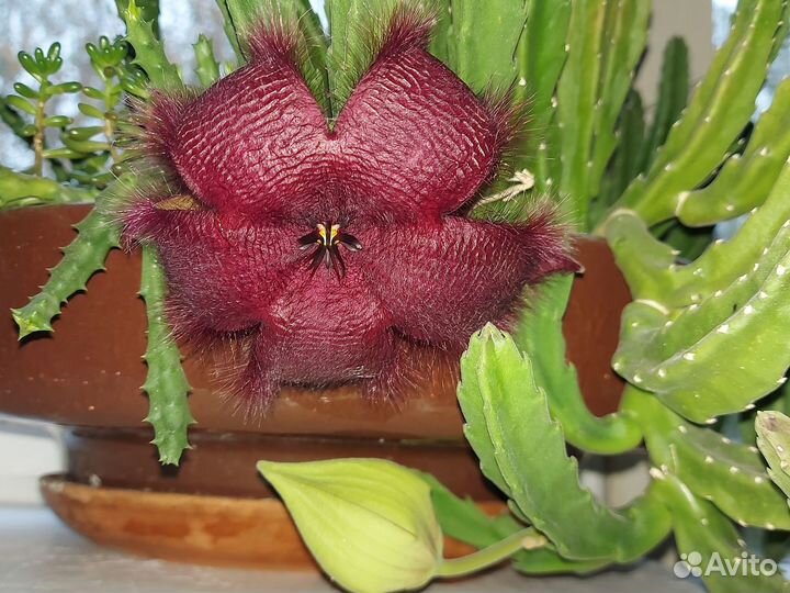 Стапелия - суккулентное растение