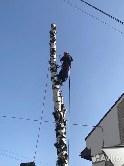 Спилить дерево