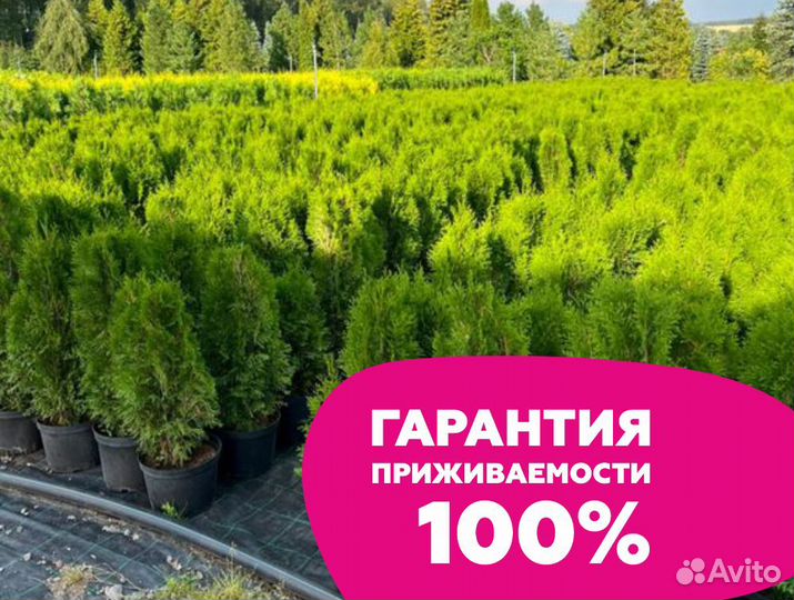 Туя смарагд оптом