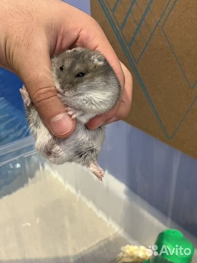 Джунгарский хомяк бесплатно