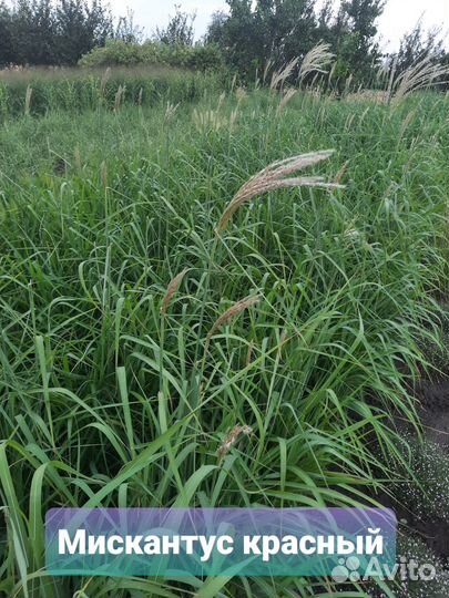 Растения саженцы