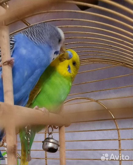 Волнистые попугаи