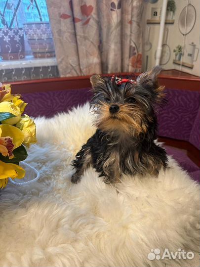 Йоркширский терьер мини беби фейс