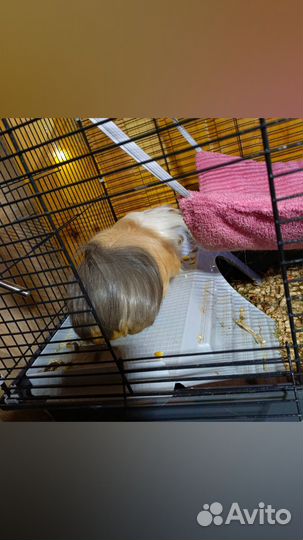 Морская свинка с клеткой