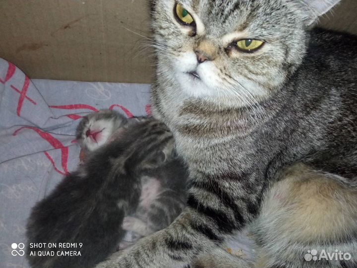 Британская кошка