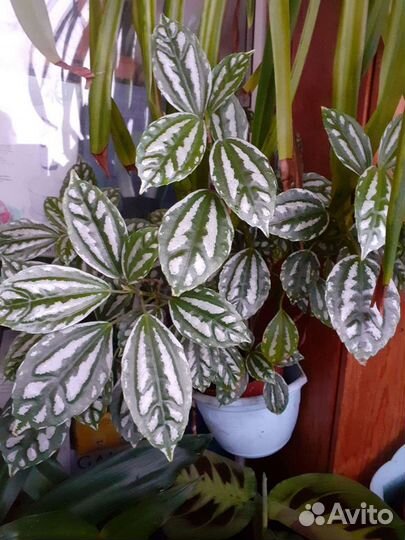 Комнатые растения