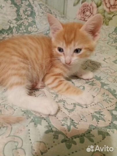Отдам котят