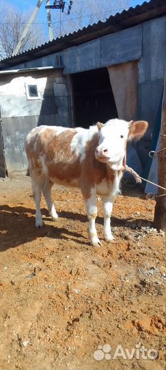 Домашние Тёлки 5 голов