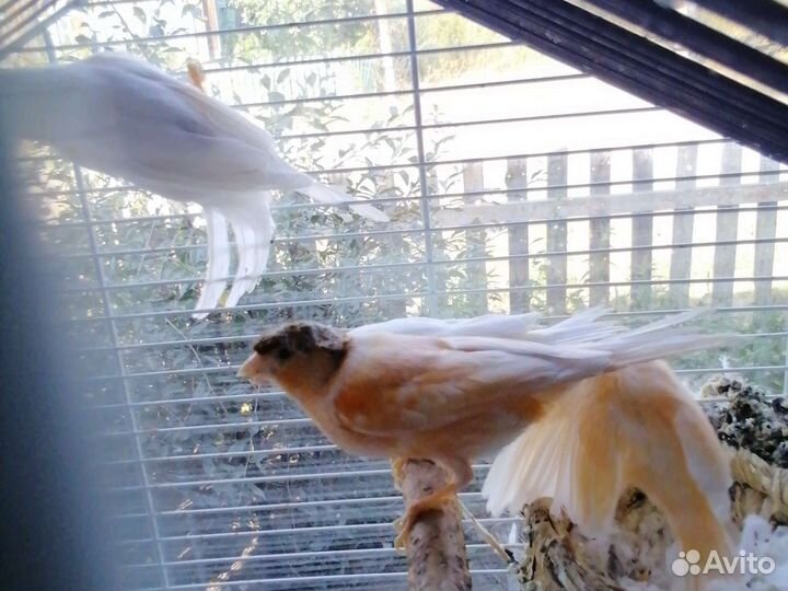 Птицы поющие Канарейки