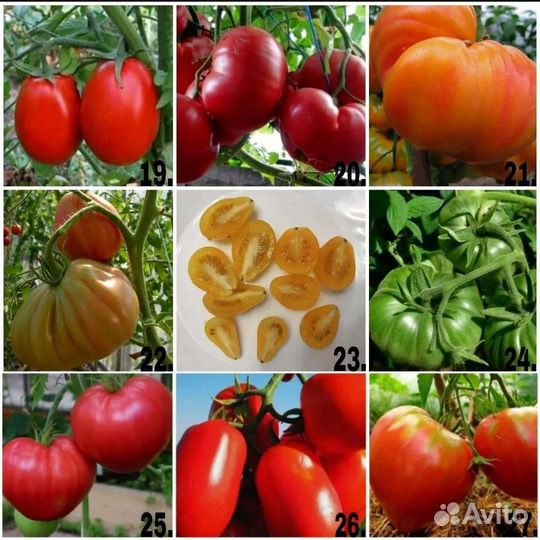 Семена коллекционных томатов