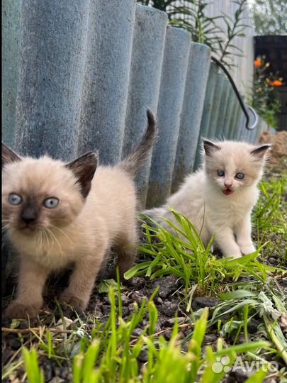 Котята в добрые руки бесплатно