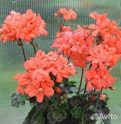 Герань пеларгония