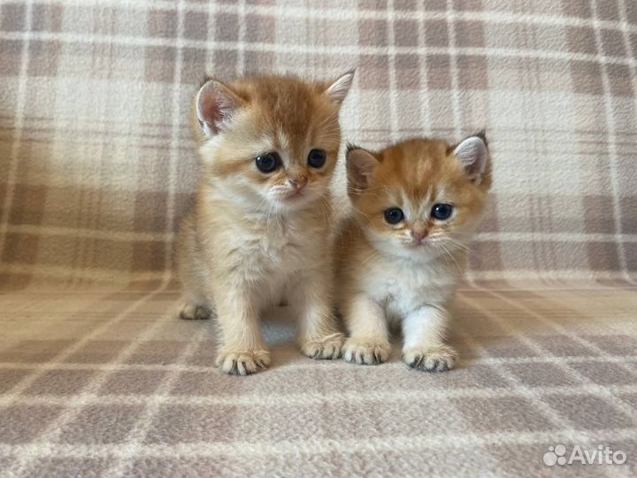Котята британской золотой шиншиллы