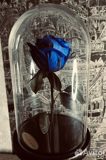 Вечная роза в колбе