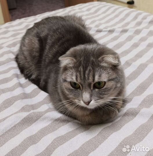 Кошка бесплатно