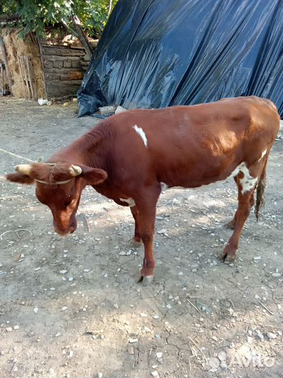 Продаю двух тёлок