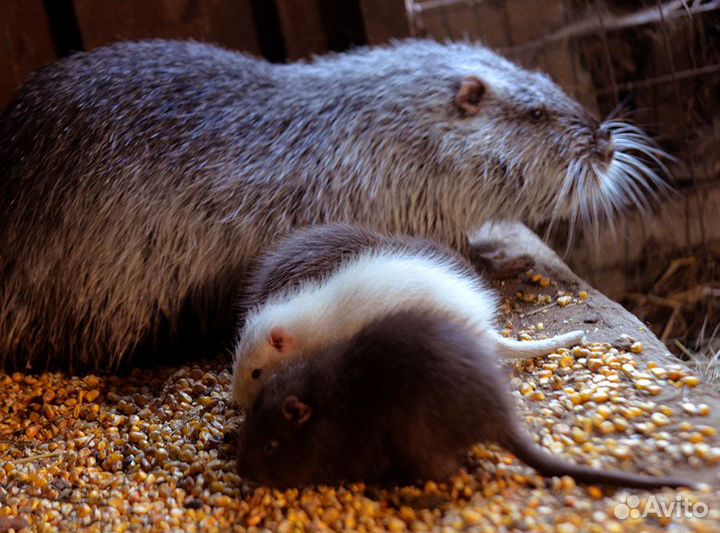 Щенки нутрий разного окраса
