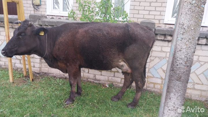Обмен на Ярок
