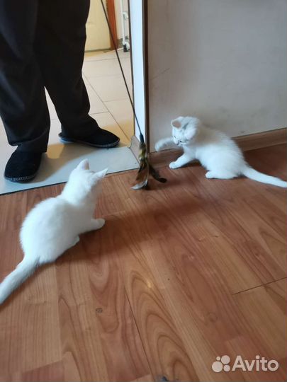 Котята в добрые руки бесплатно