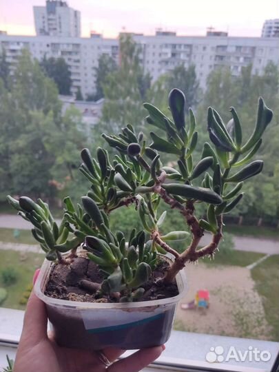 Крассула хоббит