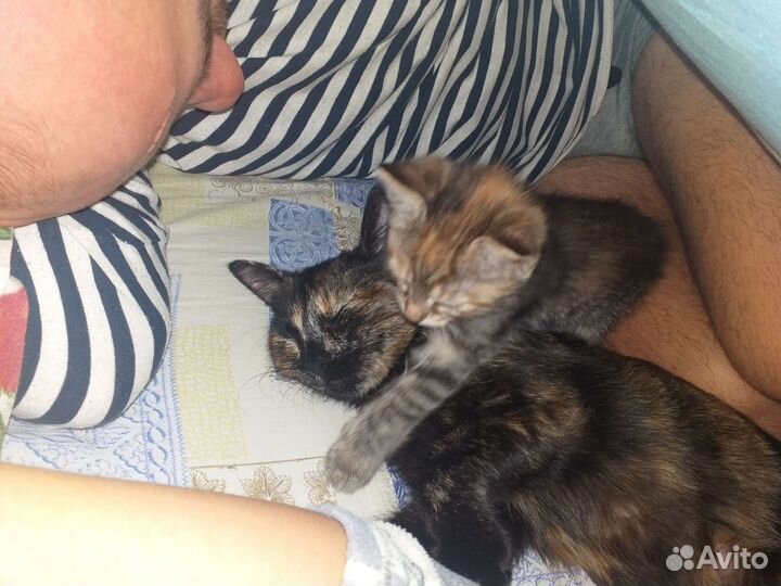 Кошка в добрые руки