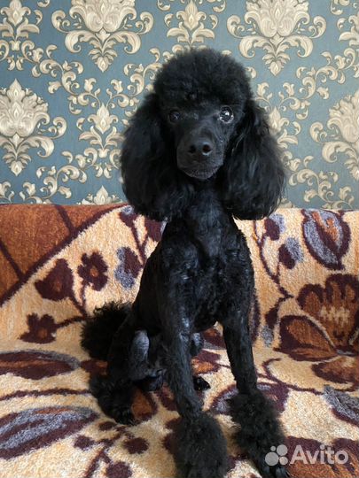 Карликовый пудель вязка