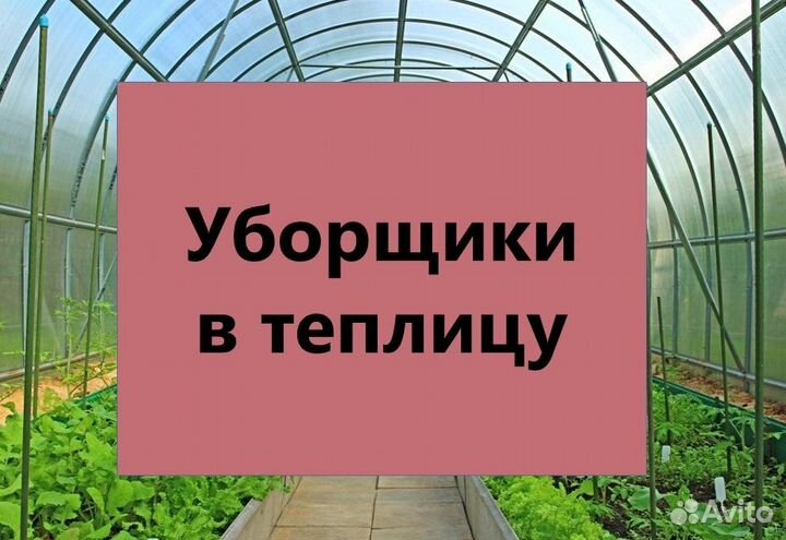 Уборщики в теплицу. Еженедельная оплата