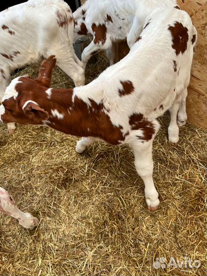 Телята доставка до двора за наш счёт