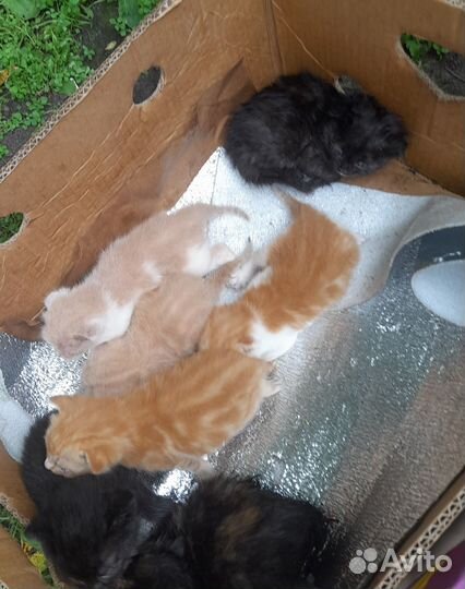 Котята в добрые руки