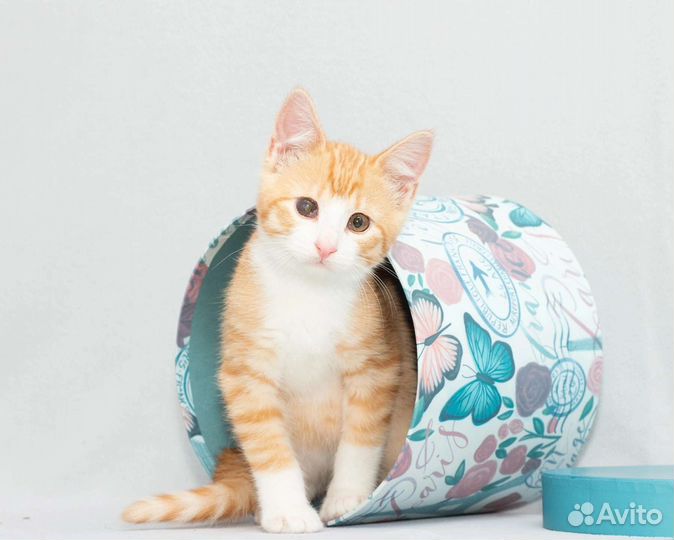 Солнечный малыш,ищет дом