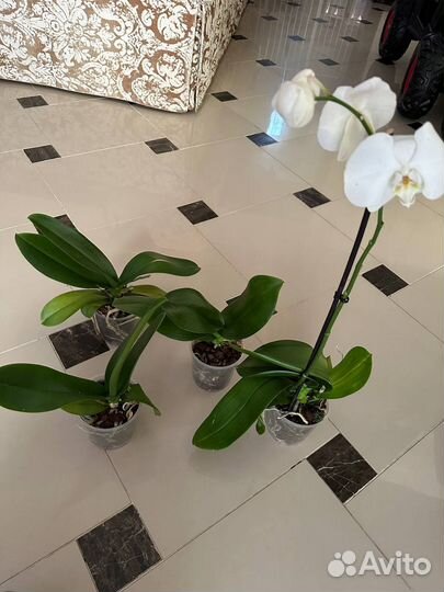 Орхидея фаленопсис белая