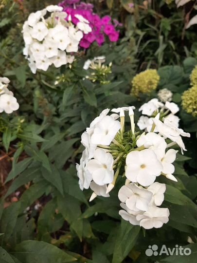 Флоксы многолетние продажа кустом