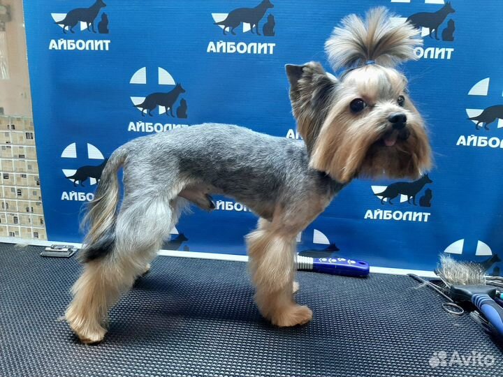 Груминг для собак и кошек