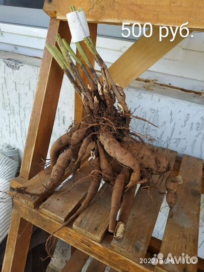 Корни пиона,пеларгония,толстянка