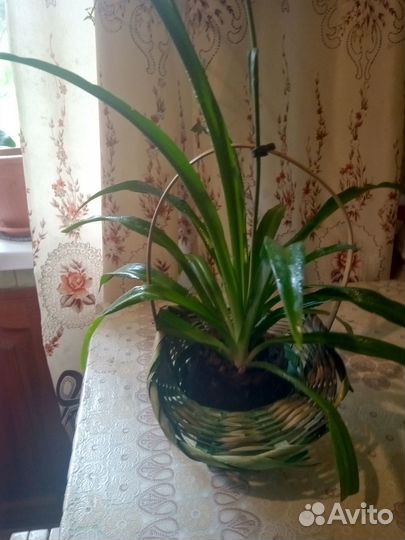 Комнатный цветок диффенбахия