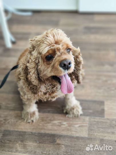 Кокер спаниель