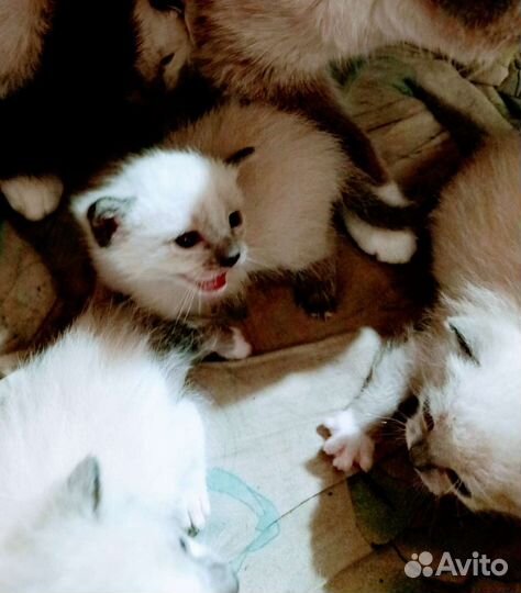 Сиамска тайские котята
