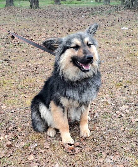 Собака в приюте