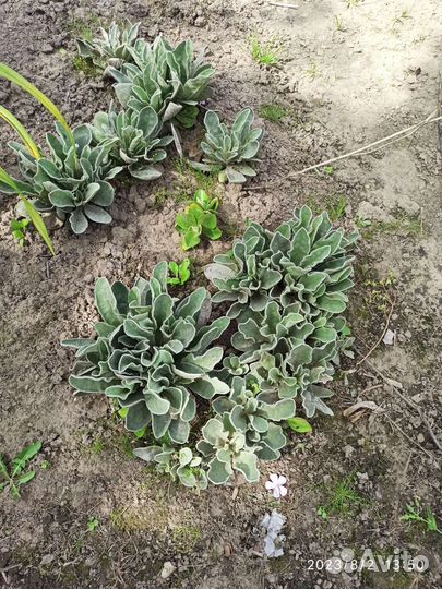 Лихнис. Многолетнее садовое растение