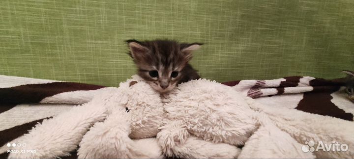 Котята мейн-кун