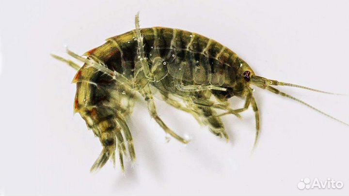 Гаммарус(мормыш) мороженный