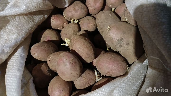 Красный картофель семенной