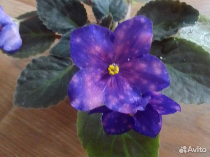 Фиалка в горшках